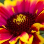 Essa planta sobrevive ao sol forte e ainda enche seu jardim de cor durante meses