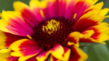 Essa planta sobrevive ao sol forte e ainda enche seu jardim de cor durante meses