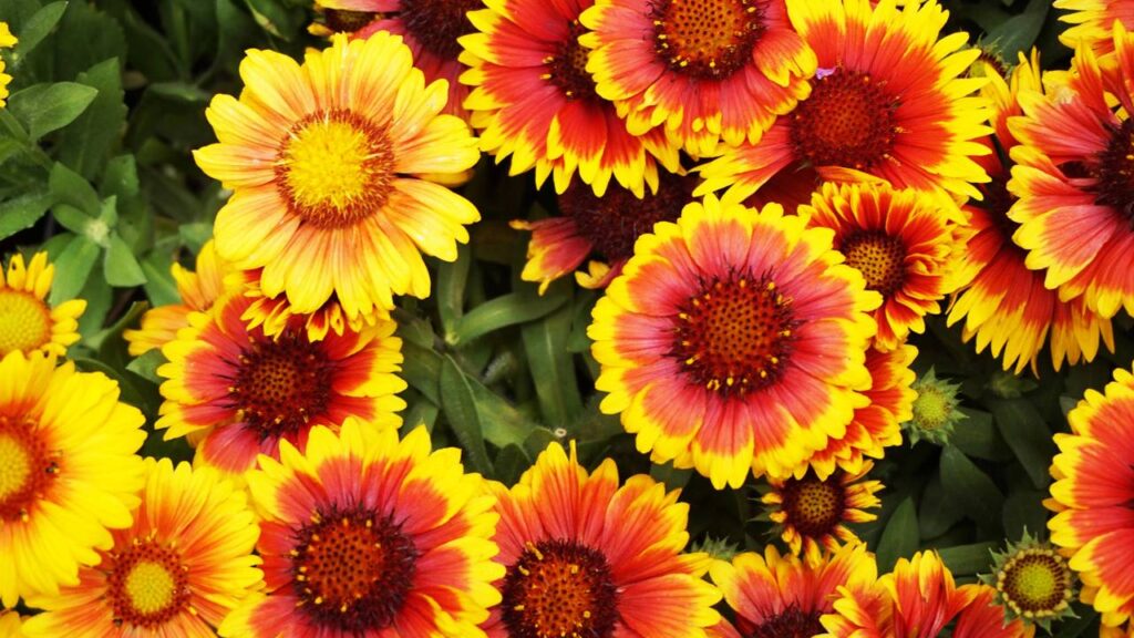 As melhores plantas para afastar carrapatos do seu jardim em pouco tempo