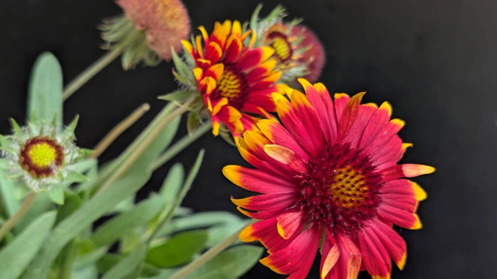 Essa planta sobrevive ao sol forte e ainda enche seu jardim de cor durante meses