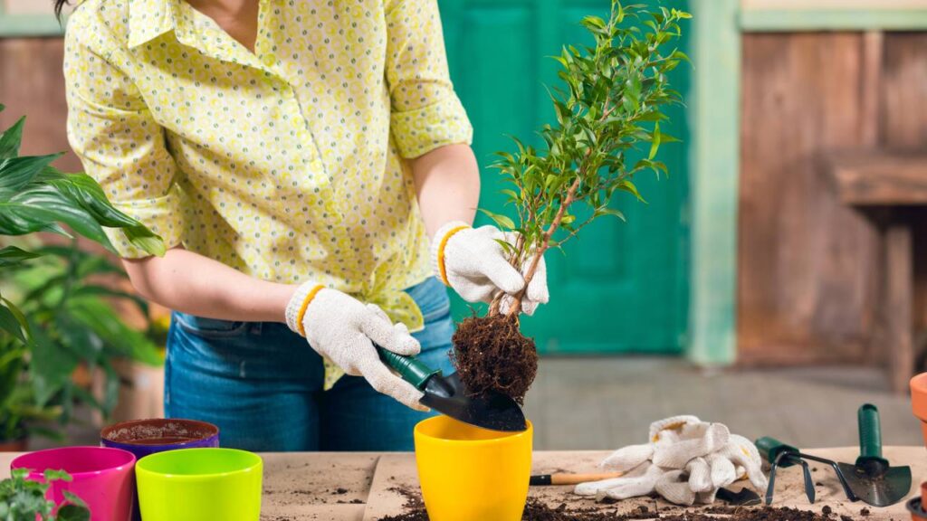 O melhor jeito de trocar plantas de vaso sem causar danos segundo um jardineiro