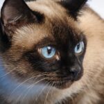 Amigurumi de gatinho em crochê para presentear com afeto