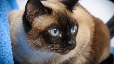 Amigurumi de gatinho em crochê para presentear com afeto