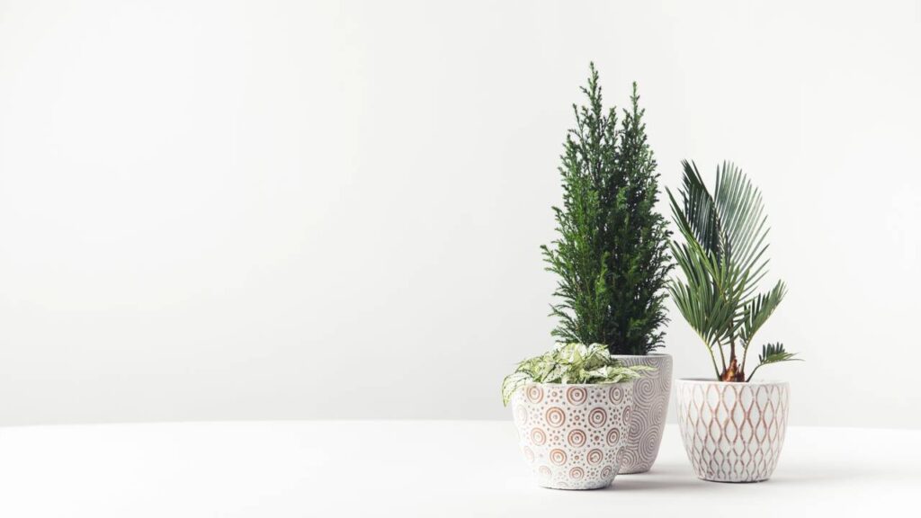 O melhor jeito de trocar plantas de vaso sem causar danos segundo um jardineiro