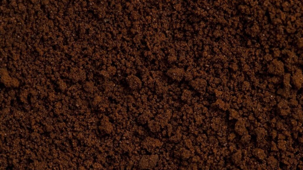 Essa dica simples com café pode transformar seu jardim sem gastar nada