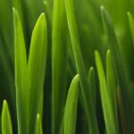 Essa dica simples com café pode transformar seu jardim sem gastar nada