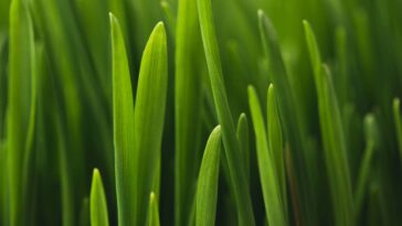 Essa dica simples com café pode transformar seu jardim sem gastar nada