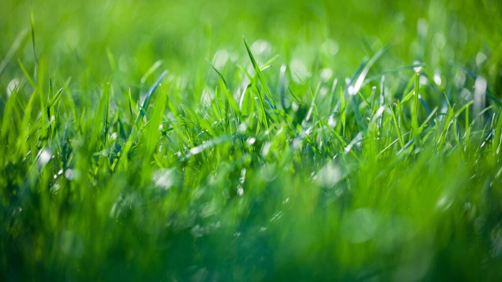 Essa dica simples com café pode transformar seu jardim sem gastar nada