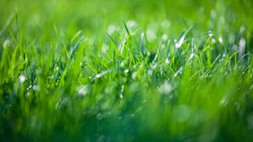 Essa solução natural virou tendência entre quem cuida de jardim