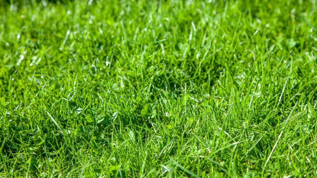 Essa solução natural virou tendência entre quem cuida de jardim