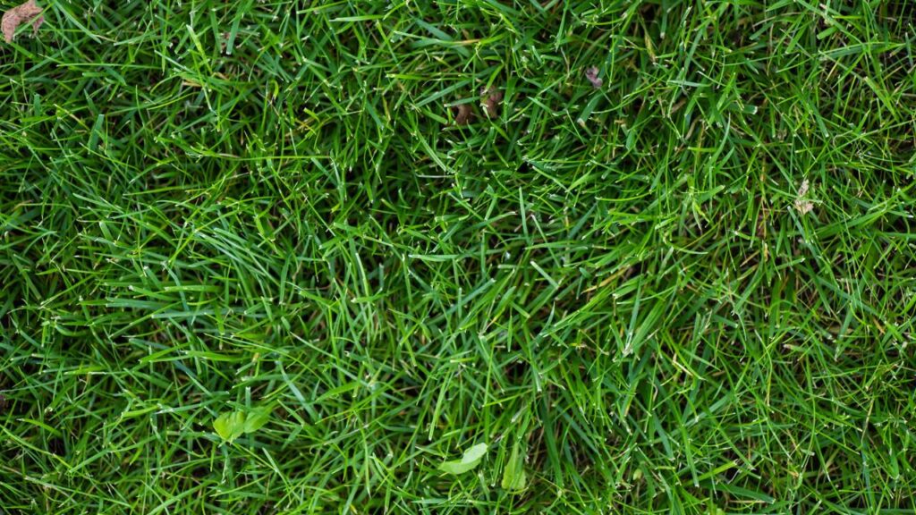 Essa solução natural virou tendência entre quem cuida de jardim