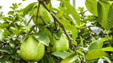 O segredo dos jardins mais bonitos pode estar nesta árvore