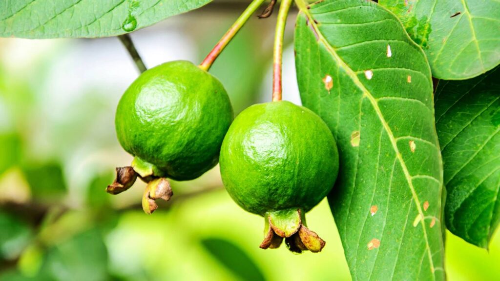 O segredo dos jardins mais bonitos pode estar nesta árvore