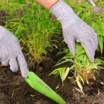 As 4 plantas perfeitas para fazer cerca viva e ganhar privacidade