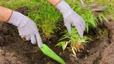 As 4 plantas perfeitas para fazer cerca viva e ganhar privacidade