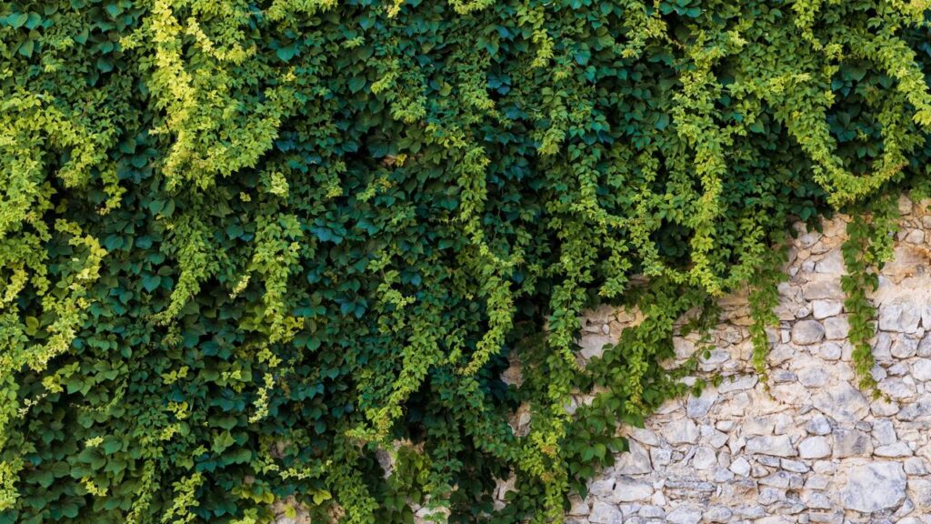 As 4 plantas perfeitas para fazer cerca viva e ganhar privacidade