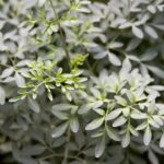 O significado mais poderoso da arruda seca no jardim segundo o Feng Shui