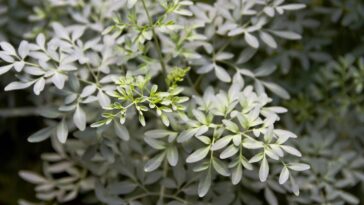 O significado mais poderoso da arruda seca no jardim segundo o Feng Shui