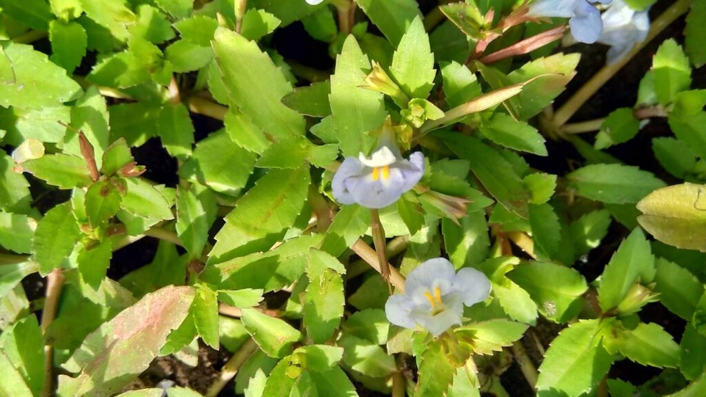 O significado mais poderoso da arruda seca no jardim segundo o Feng Shui