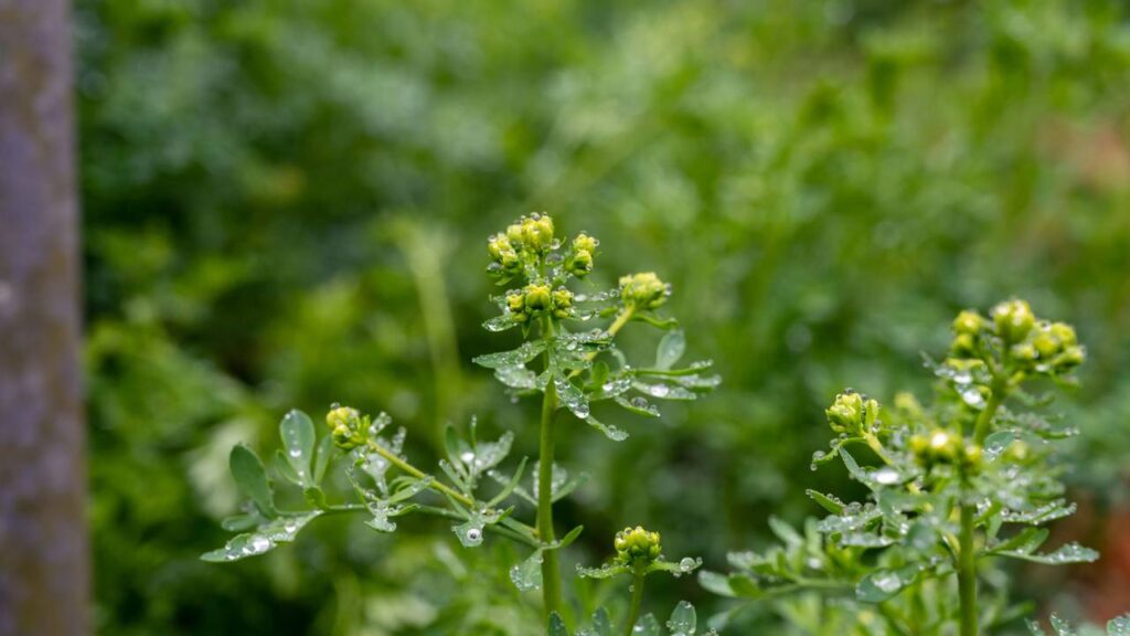 Essa combinação de ervas no jardim está virando tendência para proteção da casa