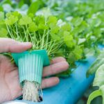 A forma mais prática e bonita de ter plantas em casa sem se sujar de terra