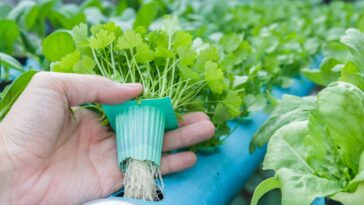 A forma mais prática e bonita de ter plantas em casa sem se sujar de terra