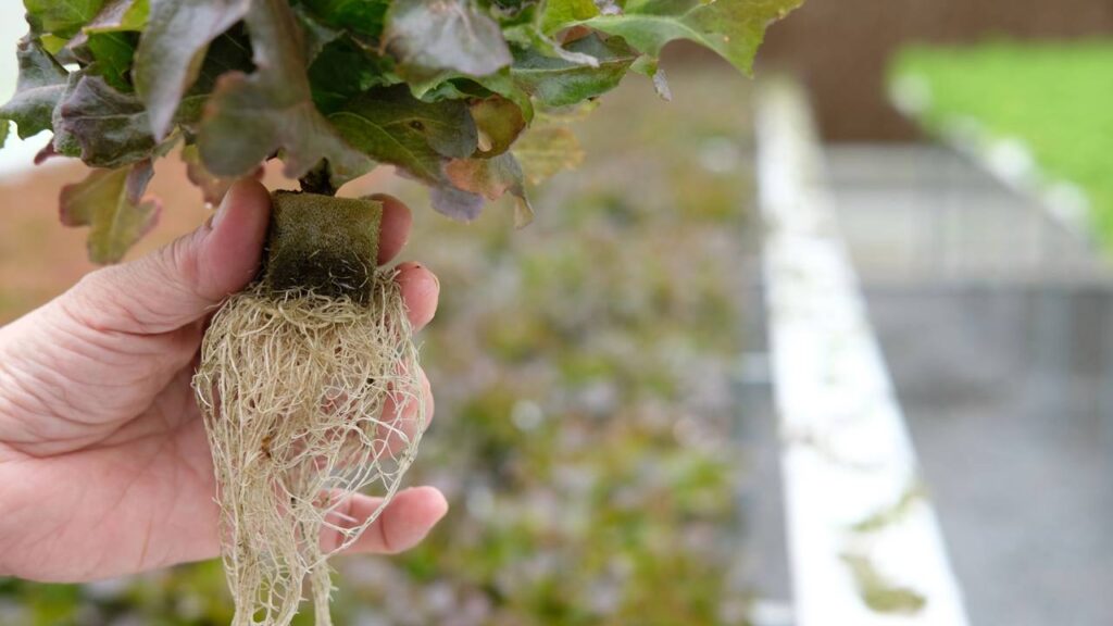 A forma mais prática e bonita de ter plantas em casa sem se sujar de terra