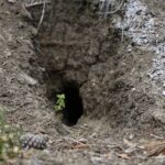 O guia mais completo para identificar e lidar com buracos no jardim