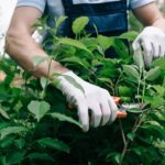 As melhores plantas para afastar carrapatos do seu jardim em pouco tempo