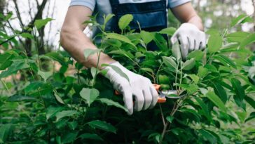 As melhores plantas para afastar carrapatos do seu jardim em pouco tempo