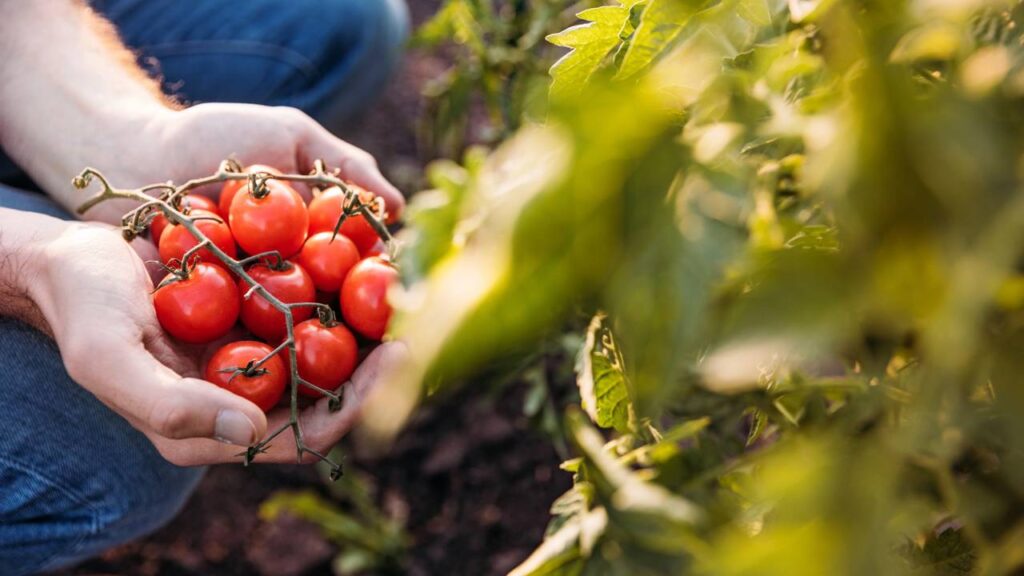 Essa mistura simples recuperou minha planta quase morta em poucos dias