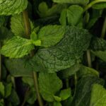 Transforme sua casa com plantas que perfumam e afastam insetos naturalmente