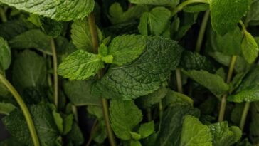 Transforme sua casa com plantas que perfumam e afastam insetos naturalmente