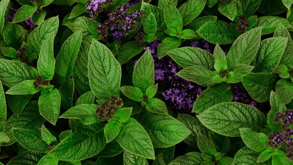 Transforme sua casa com plantas que perfumam e afastam insetos naturalmente