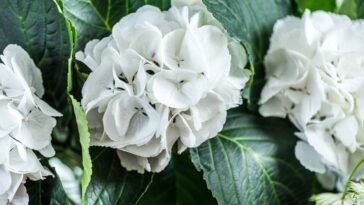 Adeus hortênsias! Como o clima está mudando os jardins do Brasil todo