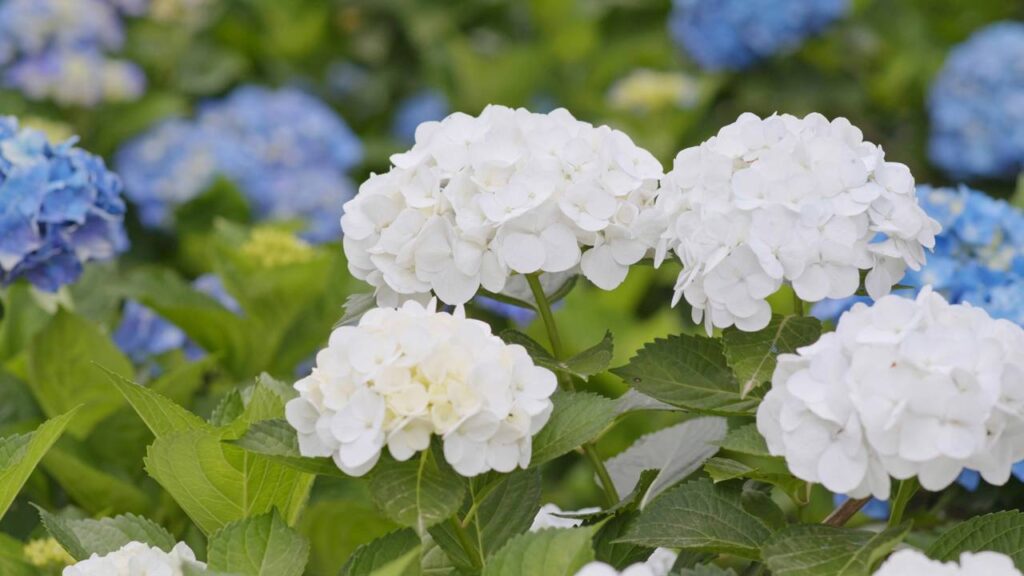 Adeus hortênsias! Como o clima está mudando os jardins do Brasil todo