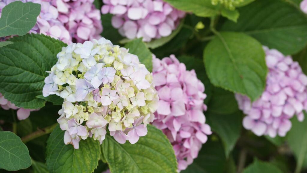 Adeus hortênsias! Como o clima está mudando os jardins do Brasil todo