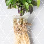 Essa receita simples pode transformar o crescimento das suas plantas para sempre