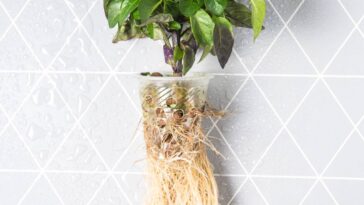 Essa receita simples pode transformar o crescimento das suas plantas para sempre