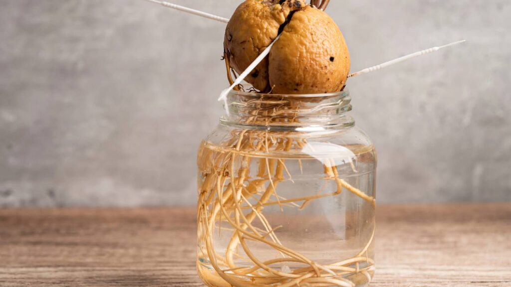 Essa receita simples pode transformar o crescimento das suas plantas para sempre