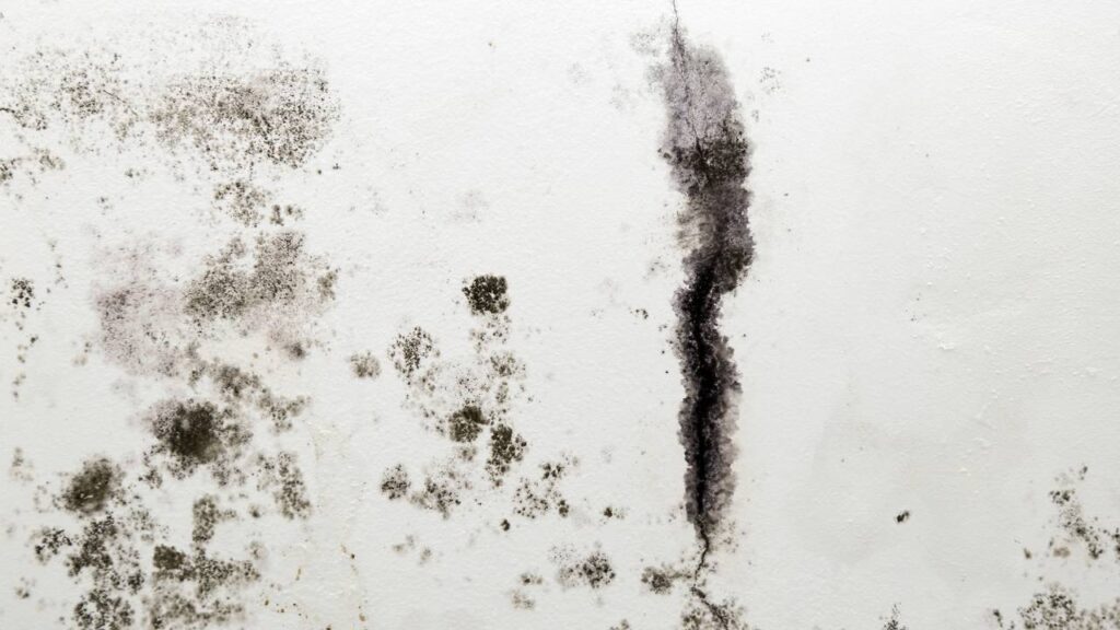 A melhor forma de evitar infiltração e mofo nas fachadas que não abro mão em casa