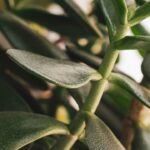 Onde colocar a planta de jade no lugar certo para ativar riqueza, proteção e bem-estar segundo o Feng Shui
