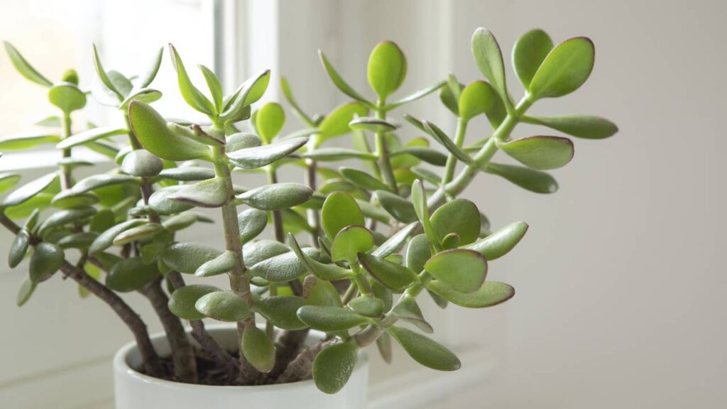 Onde colocar a planta de jade no lugar certo para ativar riqueza, proteção e bem-estar segundo o Feng Shui
