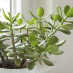 Onde colocar a planta de jade no lugar certo para ativar riqueza, proteção e bem-estar segundo o Feng Shui