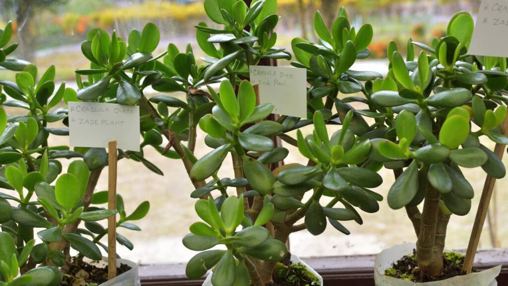 Onde colocar a planta de jade no lugar certo para ativar riqueza, proteção e bem-estar segundo o Feng Shui