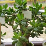 Onde colocar a planta de jade no lugar certo para ativar riqueza, proteção e bem-estar segundo o Feng Shui