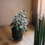 O truque do Feng Shui que usei para atrair prosperidade com uma simples fita vermelha