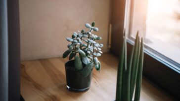 O truque do Feng Shui que usei para atrair prosperidade com uma simples fita vermelha