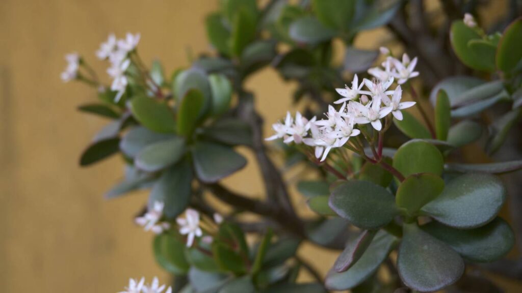 Sua árvore de jade nunca mais vai murchar com esse truque simples e rápido