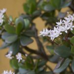 Sua árvore de jade nunca mais vai murchar com esse truque simples e rápido